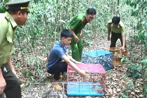 Bình Dương: Thả về rừng hàng trăm chim, thú quý hiếm