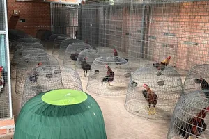  Hàng trăm cảnh sát bao vây triệt phá một trường gà ở Bình Dương 