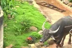 Bình Phước: Chạy khỏi lò mổ, trâu ‘điên’ húc văng 5 người dân