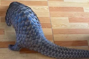 Bình Dương: Khởi tố thanh niên chở con tê tê đi bán