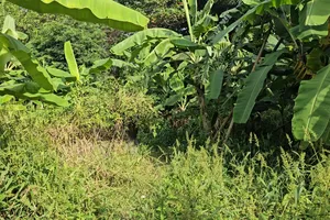 Vụ bộ xương người không đầu ở bãi đất trống: Nghi người chết đã tự tử