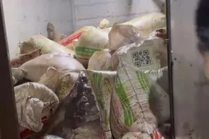 Bình Dương: Phát hiện hai xe tải chở gần 10 tấn thịt heo thối