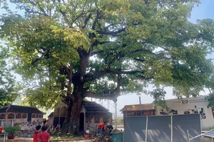 3 cây cổ thụ hàng trăm năm tuổi ở Bình Dương được công nhận Cây Di sản Việt Nam