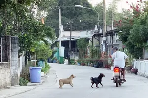 Bình Dương: Rất nhiều người bị chó cắn, người dân bức xúc