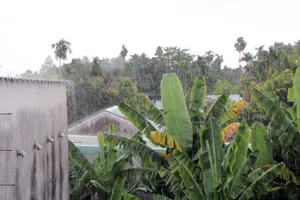 Mưa vàng tại Bình Dương, vẫn 'chưa đã khát’