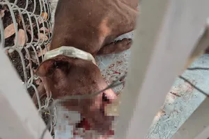 Vụ chó dại cắn 4 người bị thương: Con chó đã chết