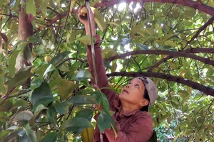 Măng cụt Bình Dương mất mùa, nhà vườn không có hàng để bán 