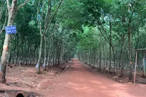 1 bảo vệ nông trường cao su ở Bình Phước bị truy sát