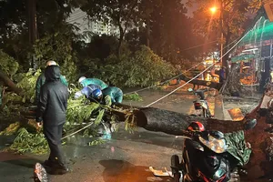 TP.HCM: Mưa lớn khiến cây xanh bật gốc đè trúng hai bà cháu