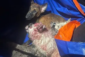 Dùng ô tô đi trộm chó thì bị công an phát hiện vây bắt 