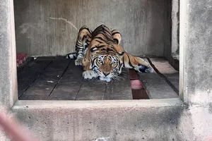 Phát hiện nhiều động vật nguy cấp tại 1 nhà dân ở TP.HCM