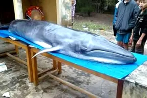 Quảng Nam: Cá voi trọng thương dạt vào bờ