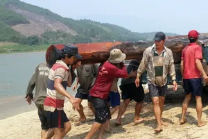 Bắt giữ gỗ lậu cất giấu dưới sông Vu Gia