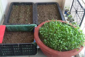 Xúc tiến đề án trồng rau sạch trên địa bàn trong tháng 4