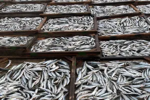 Giám đốc Sở NN&PTNT tỉnh Quảng Trị nói về vụ tranh luận cá nhiễm Phenol