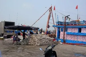 Đà Nẵng: Tổng kiểm tra mẫu cá tại tất cả các kho lạnh