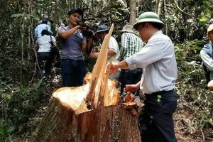 Làm rõ và xử nghiêm cán bộ để lâm tặc phá rừng Quảng Nam