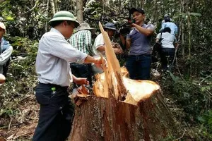 Lãnh đạo tỉnh băng rừng, chứng kiến cảnh phá rừng pơ mu tàn bạo
