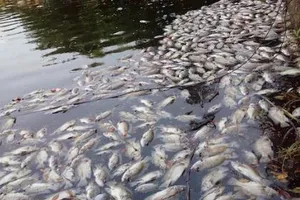 Nguyên nhân ban đầu vụ cá chết trắng hồ ở Đà Nẵng