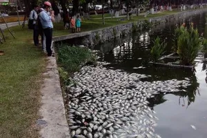 Đà Nẵng nạo vét lòng hồ 29-3 khắc phục tình trạng cá chết 