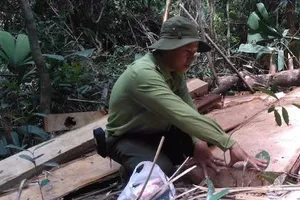 Phát hiện 164 phách gỗ Pơ mu gần cửa khẩu Nam Giang