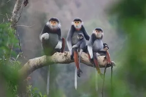 Đà Nẵng chọn voọc chà vá chân nâu làm biểu tượng thành phố