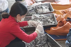 Tiêu hủy 20 tấn cá nục nhiễm phenol ở Quảng Trị