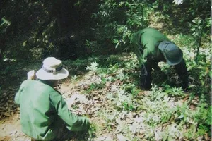 Sâm Ngọc Linh là 'tài sản' sở hữu của Quảng Nam và Kon Tum