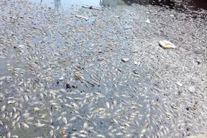 Đà Nẵng: Cá chết nổi trắng kênh Đa Cô