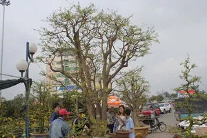 Cây mai 100 tuổi, giá 2 tỉ đồng ở Đà Nẵng