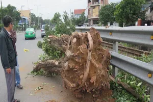 Vụ tàu SE2 dừng khẩn cấp, phạt tài xế xe cẩu 4 triệu