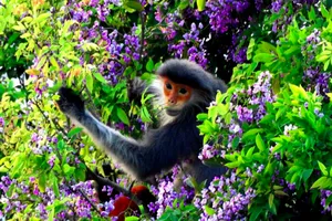 Tổng cục Du lịch làm việc về quy hoạch Sơn Trà