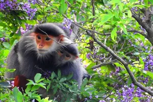 Thủ tướng phê duyệt hành động khẩn cấp về linh trưởng