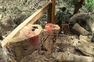  Công ty vàng khai thác gỗ trái phép