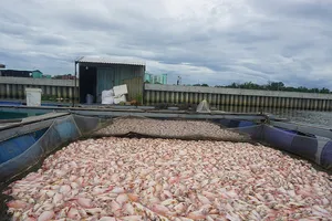 Trong vài giờ, cá chết trắng sông Cổ Cò