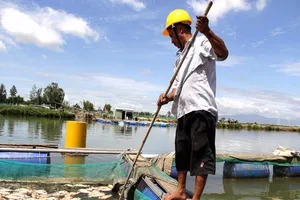 Cá vẫn tiếp tục chết trắng sông Caổ Cò