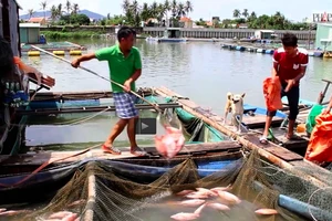 Công bố nguyên nhân cá chết trắng sông 