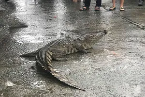 Đà Nẵng: Hết hồn khi thấy cá sấu bò lồm cồm giữa chợ