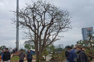 Mai 'khủng' trên trăm tuổi được rao giá 2 tỉ đồng