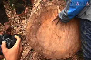 Phó chủ tịch Quảng Nam thị sát rừng Đông Giang bị phá