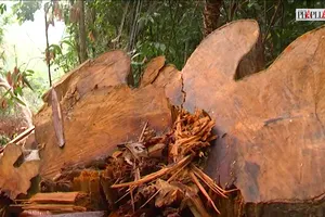 Quảng Nam cách chức, kỷ luật hàng loạt cán bộ kiểm lâm