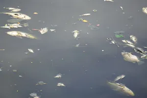 Từ sáng nay cá chết trắng kênh Phú Lộc, Đà Nẵng