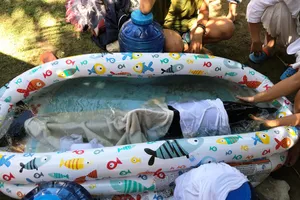 Cá heo dạt vào biển Mỹ Khê, Đà Nẵng