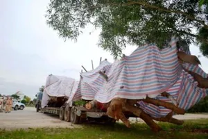 Chuyển hồ sơ vụ cây 'siêu khủng' cho cơ quan điều tra