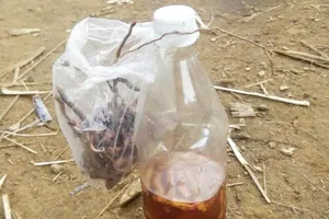 Hai cậu cháu tử vong sau khi uống rượu ngâm rễ cây