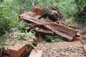 2 cán bộ kiểm lâm ở Quảng Nam bị bắt