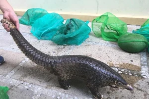 Kho động vật hoang dã quý hiếm bị bắt giữ