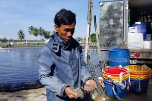 Gần 1 triệu con tôm chết bất thường ở Quảng Nam