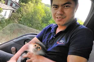 Voọc chà vá trèo vào cao tốc Đà Nẵng-Quảng Ngãi