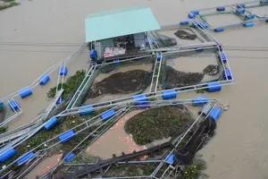 Khóc ròng vì 60 tấn cá bị lũ cuốn trôi